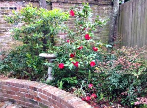 birdbath and roses